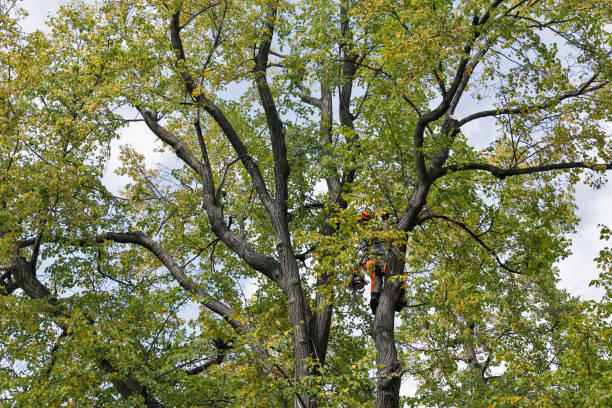 How Our Tree Care Process Works  in  Riverbend, WA